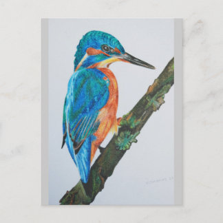 Kingfisher Merchandise Postkarte