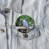 Kingfisher mit Fisch aus Costa Rica Button (Beispiel)