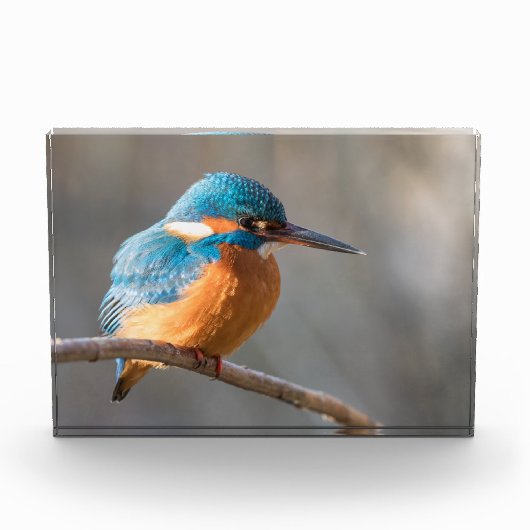 Kingfisher Nature Foto (Vorderseite)