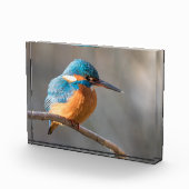 Kingfisher Nature Foto (Rechts)