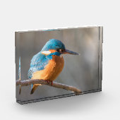 Kingfisher Nature Foto (Links)