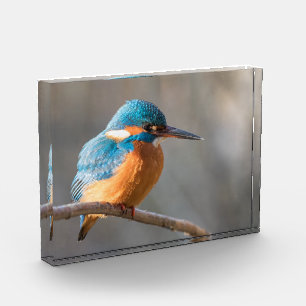 Kingfisher Nature Foto
