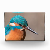 Kingfisher Nature Foto (Vorderseite)