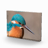 Kingfisher Nature Foto (Rechts)