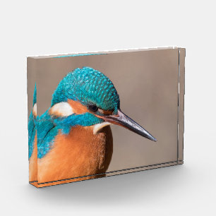 Kingfisher Nature Foto