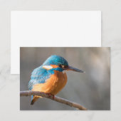 Kingfisher Nature Foto Card (Vorne/Hinten)