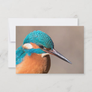 Kingfisher Nature Foto Card