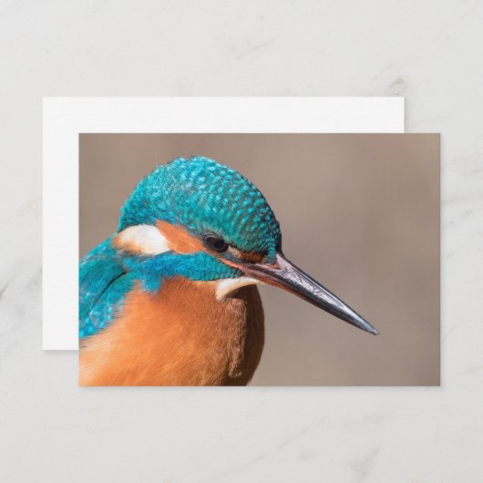 Kingfisher Nature Foto Card (Vorne/Hinten)