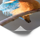 Kingfisher Nature Foto Poster (Ecke)