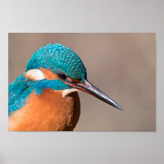 Kingfisher Nature Foto Poster (Vorne)