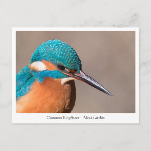 Kingfisher Nature Foto Postkarte