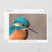 Kingfisher Nature Foto Postkarte (Vorne/Hinten)