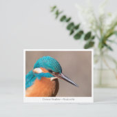 Kingfisher Nature Foto Postkarte (Stehend Vorderseite)