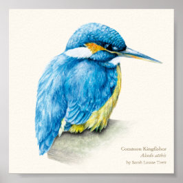 Kingfisher Ornithology Fine Art Square Print Poster