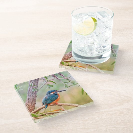 Kingfisher Perched auf Branch Glasuntersetzer (Schrägansicht)