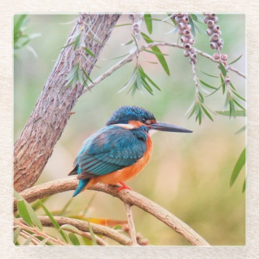 Kingfisher Perched auf Branch Glasuntersetzer (Vorderseite)