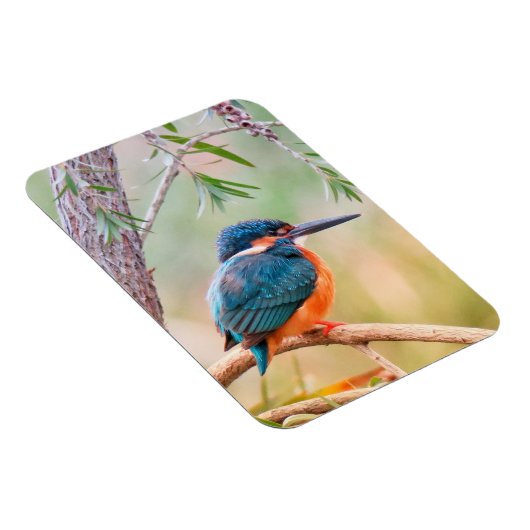 Kingfisher Perched auf Branch Magnet (Rechte Seite)