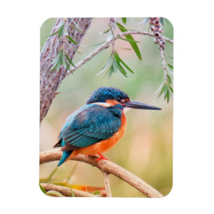 Kingfisher Perched auf Branch Magnet