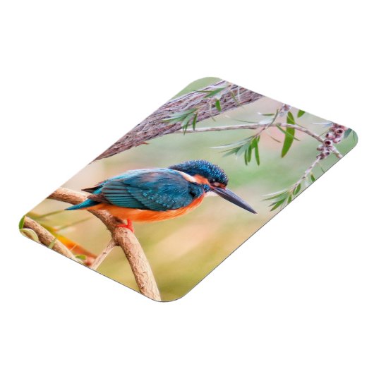 Kingfisher Perched auf Branch Magnet (Linke Seite)