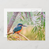 Kingfisher Perched auf Branch Postkarte (Vorne/Hinten)