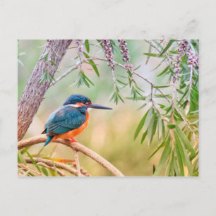 Kingfisher Perched auf Branch Postkarte