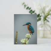 Kingfisher Postcard Postkarte (Stehend Vorderseite)