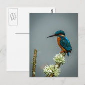Kingfisher Postcard Postkarte (Vorne/Hinten)