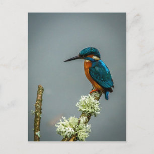 Kingfisher Postcard Postkarte