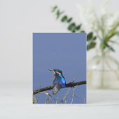 Kingfisher Postcard Postkarte (Stehend Vorderseite)