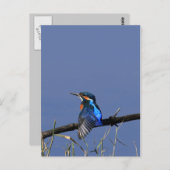 Kingfisher Postcard Postkarte (Vorne/Hinten)