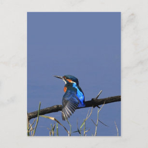 Kingfisher Postcard Postkarte