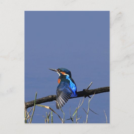 Kingfisher Postcard Postkarte (Vorderseite)