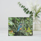 Kingfisher Postcard Postkarte (Stehend Vorderseite)