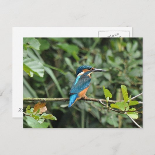 Kingfisher Postcard Postkarte (Vorne/Hinten)