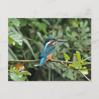 Kingfisher Postcard Postkarte