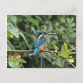 Kingfisher Postcard Postkarte (Vorderseite)