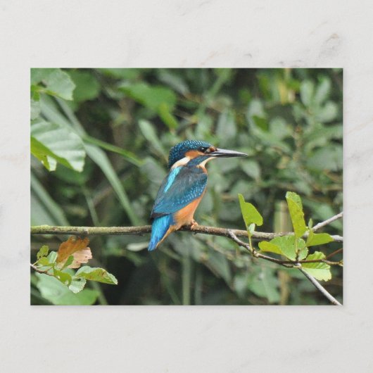 Kingfisher Postcard Postkarte (Vorderseite)