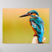 Kingfisher Poster (Vorne)