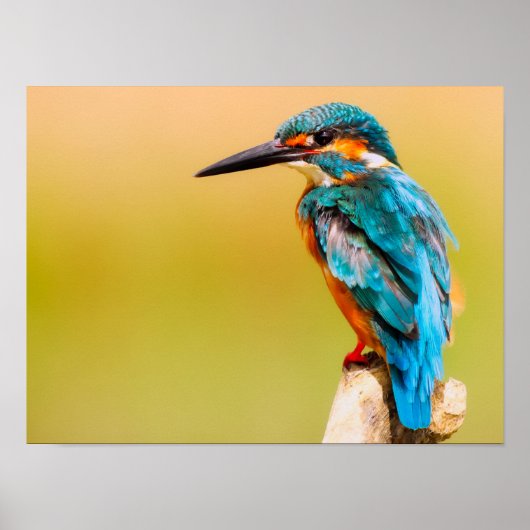 Kingfisher Poster (Vorne)
