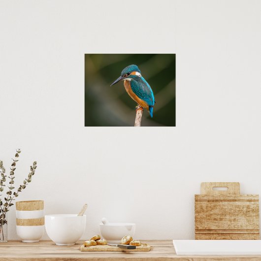 KIngfisher Poster (Küche)