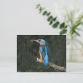 Kingfisher Postkarte (Stehend Vorderseite)