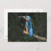 Kingfisher Postkarte (Vorne/Hinten)