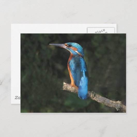 Kingfisher Postkarte (Vorne/Hinten)