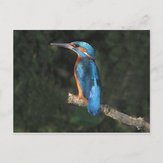 Kingfisher Postkarte (Vorderseite)
