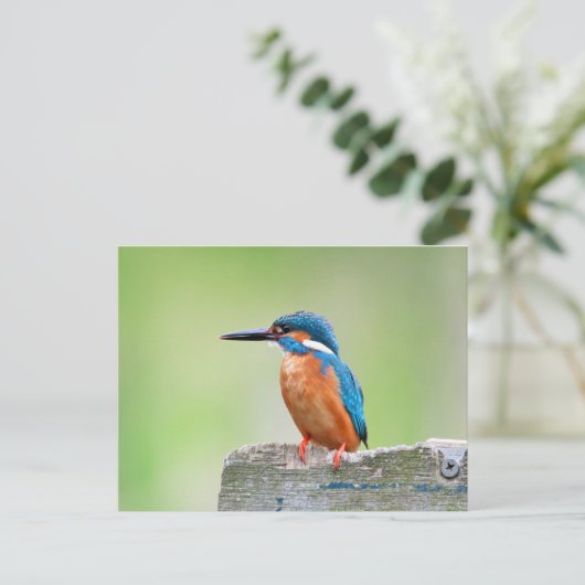 Kingfisher Postkarte (Stehend Vorderseite)