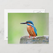 Kingfisher Postkarte (Vorne/Hinten)