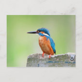 Kingfisher Postkarte (Vorderseite)
