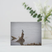 Kingfisher Postkarte (Stehend Vorderseite)