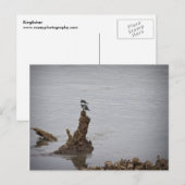 Kingfisher Postkarte (Vorne/Hinten)
