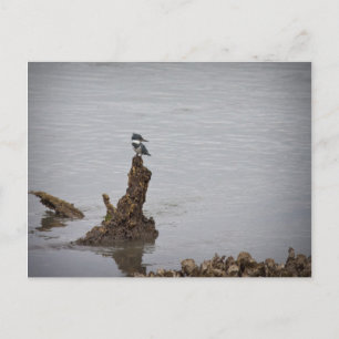 Kingfisher Postkarte